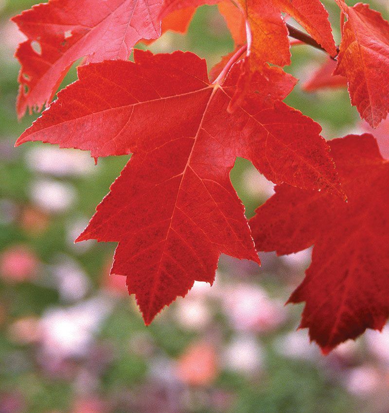 red-maple-acer-rubrum-freeman-maple-crimson-king-maple-royal-red-maple-ftimg.jpg